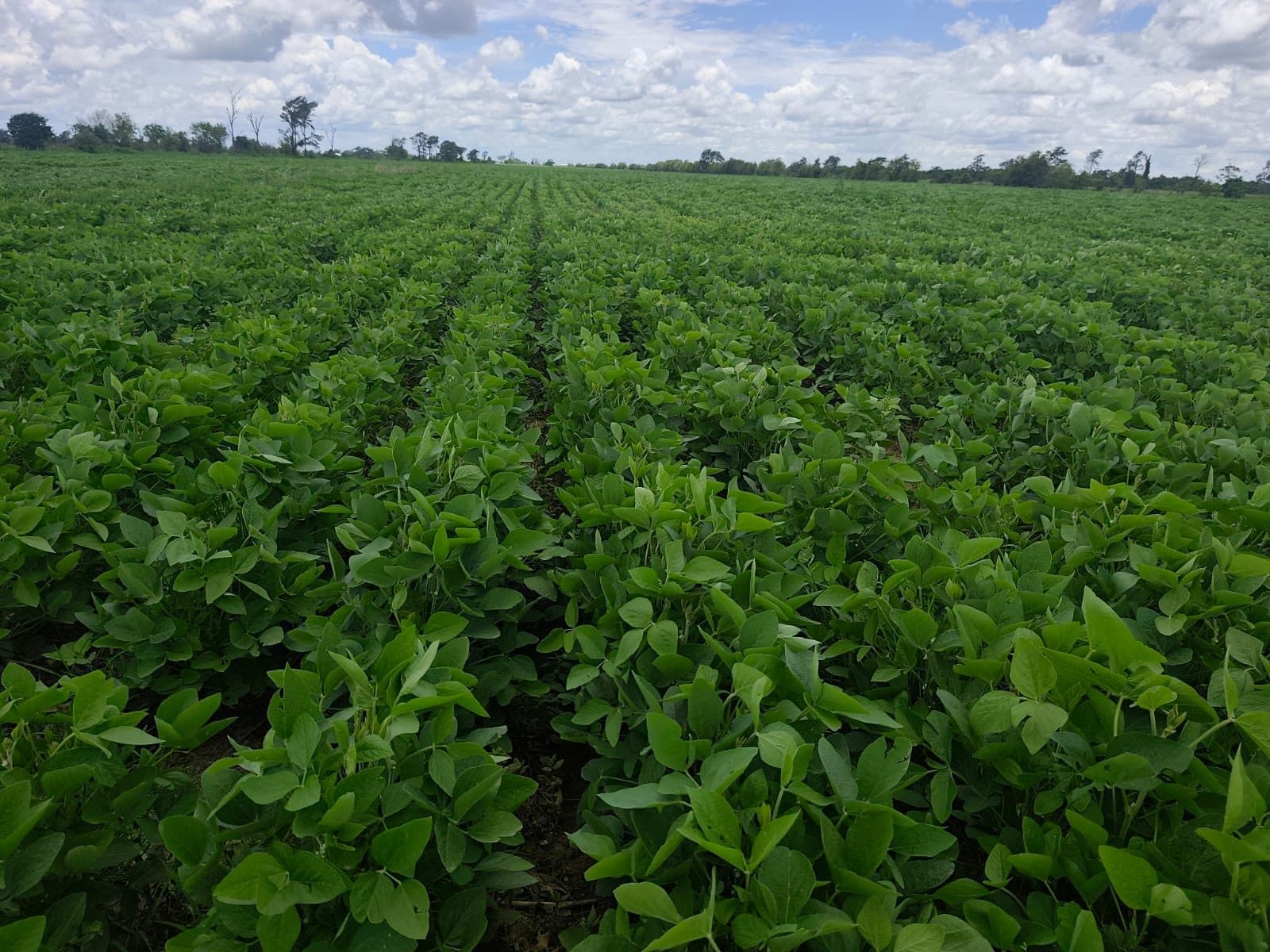Soja — Bio Max 43 + Full Power 50 (antes/después a 10 días) — 3