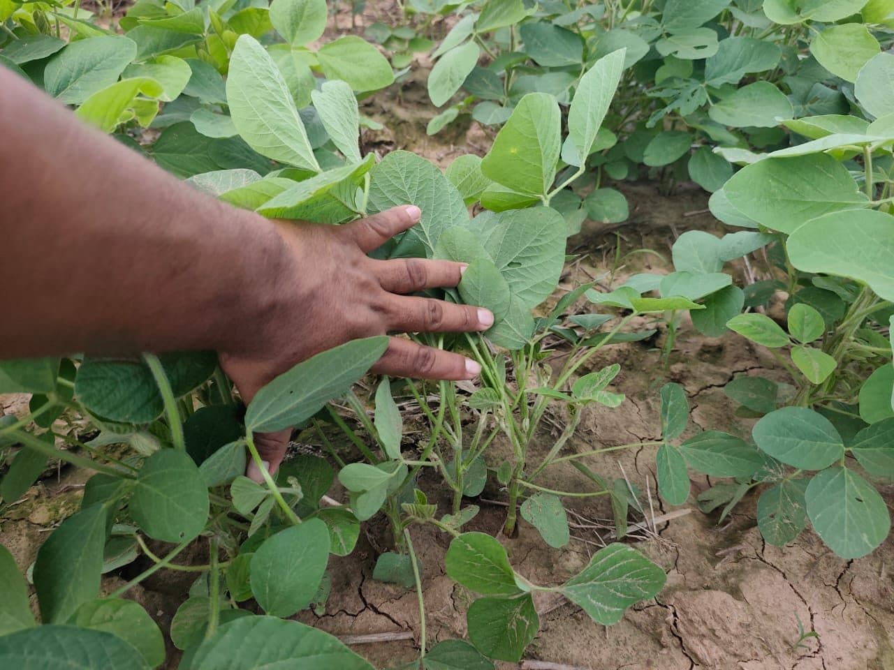 Soja — Bio Max 43 + Full Power 50 (antes/después a 10 días) — 6