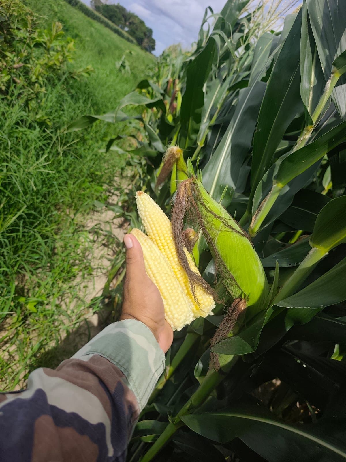 Maíz de Cusi — manejo biológico para silo — 6