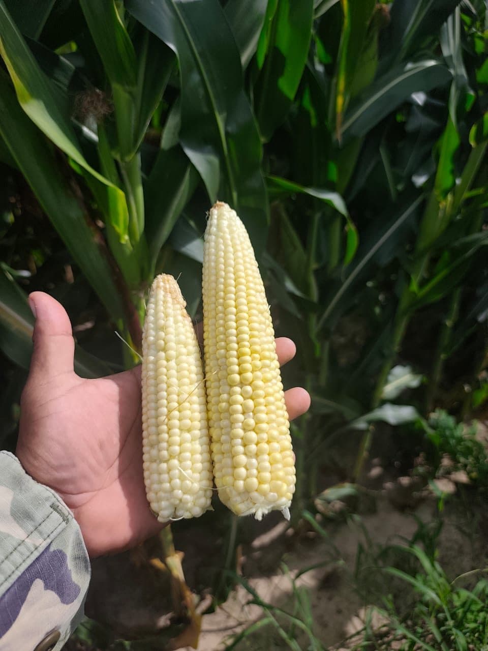 Maíz de Cusi — manejo biológico para silo — 7