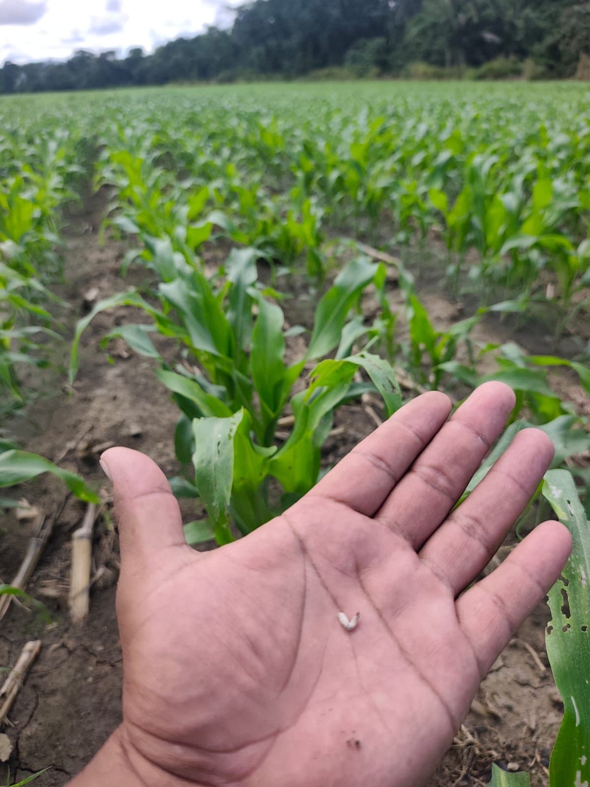 Sorgo — control de cogollero con Bio Max 43