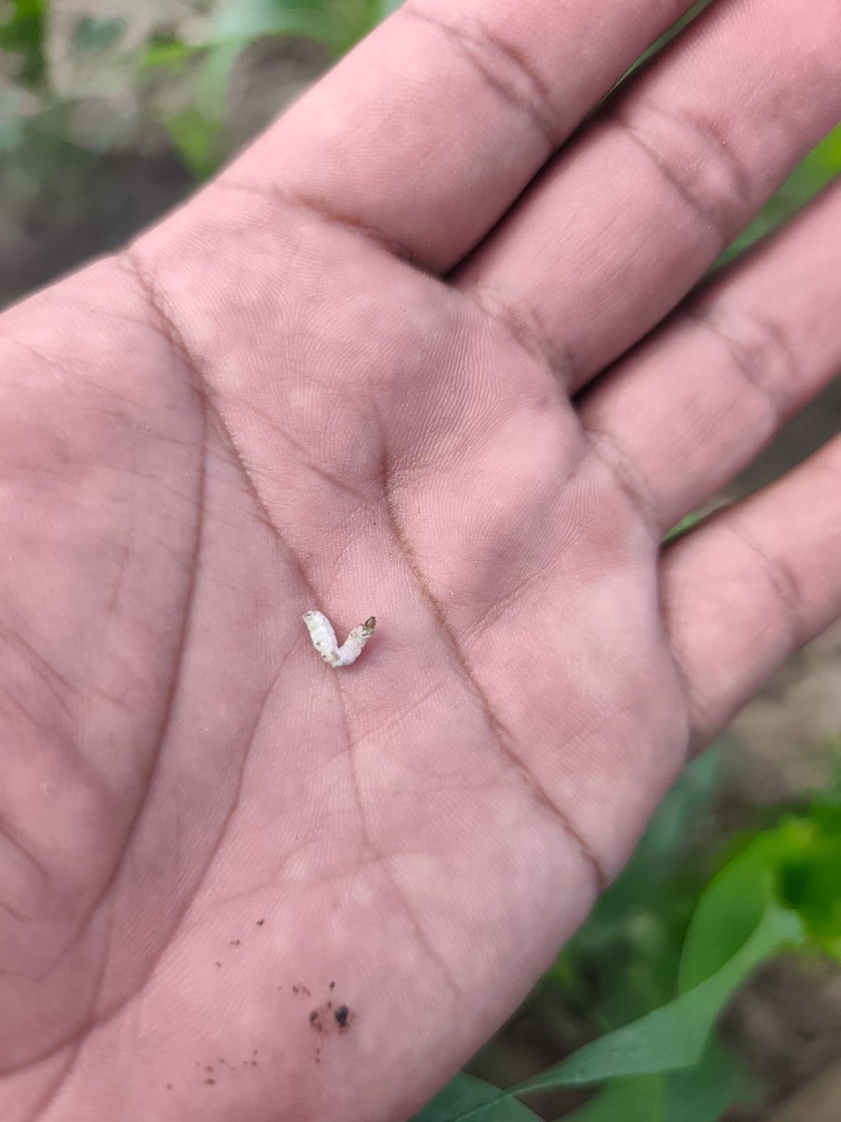 Sorgo — control de cogollero con Bio Max 43 — 2