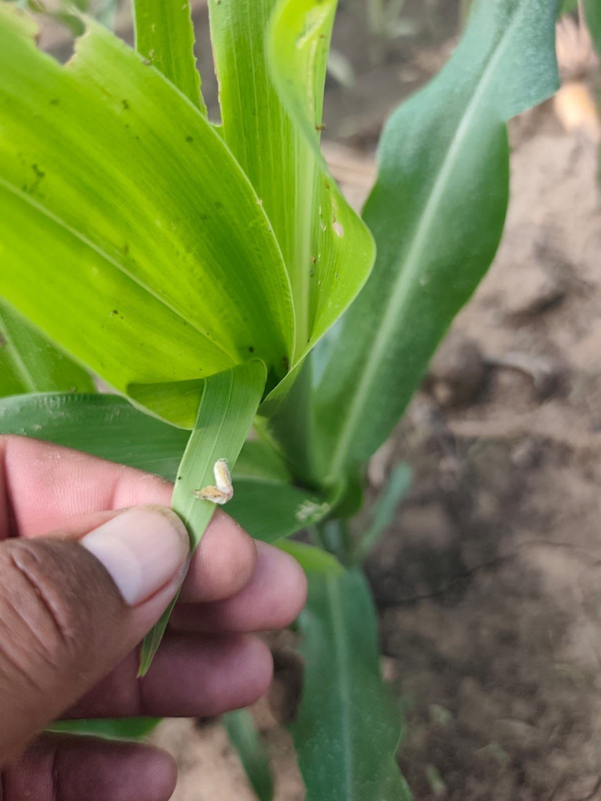 Sorgo — control de cogollero con Bio Max 43 — 3