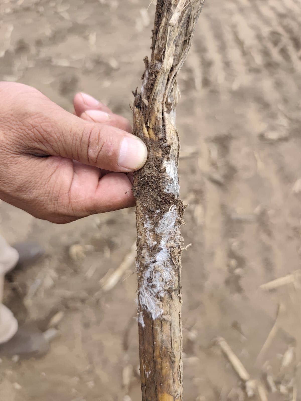 Sorgo — control de cogollero con Bio Max 43 — 4
