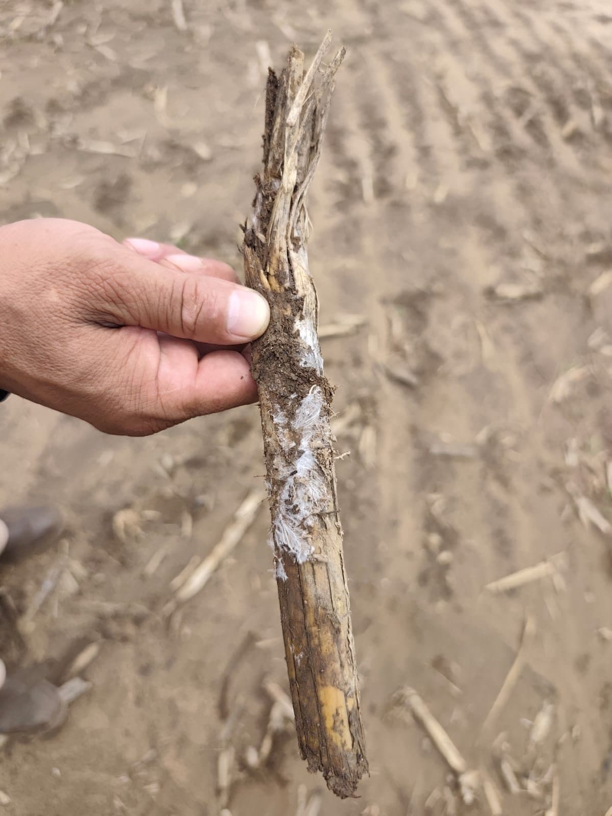 Sorgo — control de cogollero con Bio Max 43 — 5