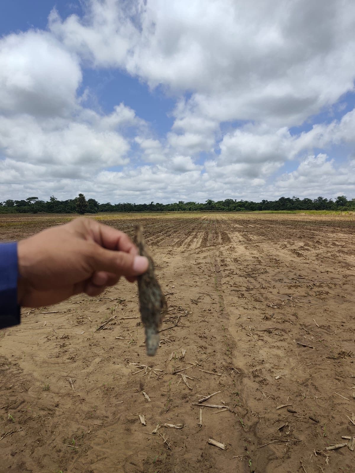 Sorgo — control de cogollero con Bio Max 43 — 6