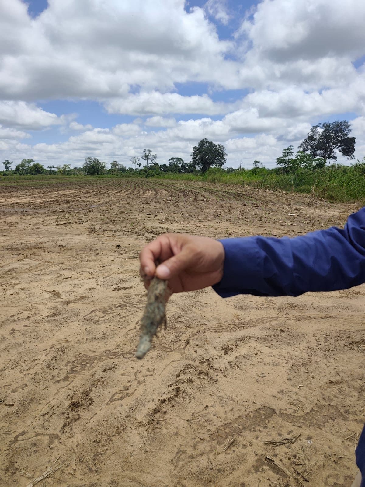 Sorgo — control de cogollero con Bio Max 43 — 7