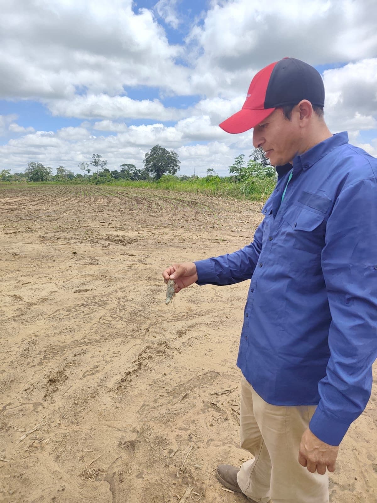 Sorgo — control de cogollero con Bio Max 43 — 8
